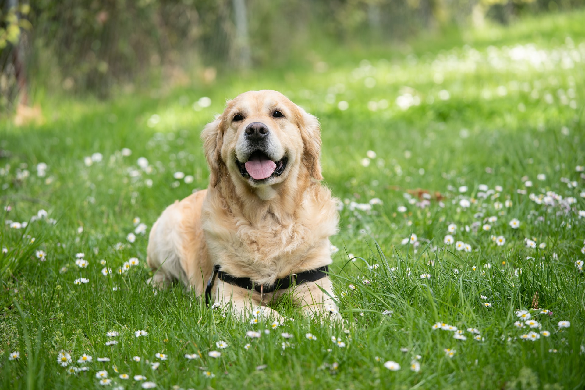 Make Your Dog Live Happier — 15 Things You Can Start Doing Today